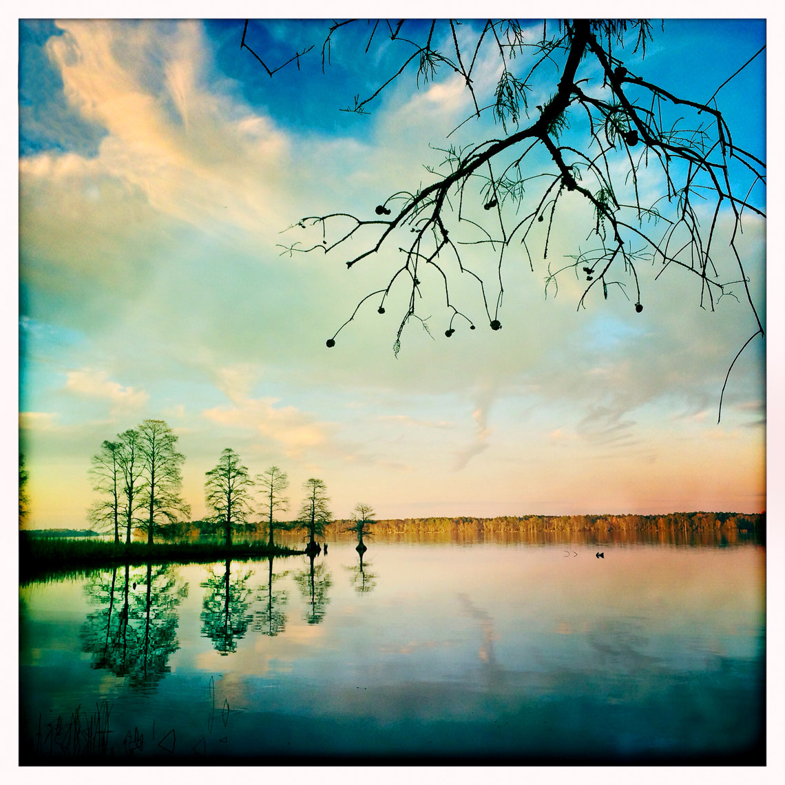 14-Chickahominycypress