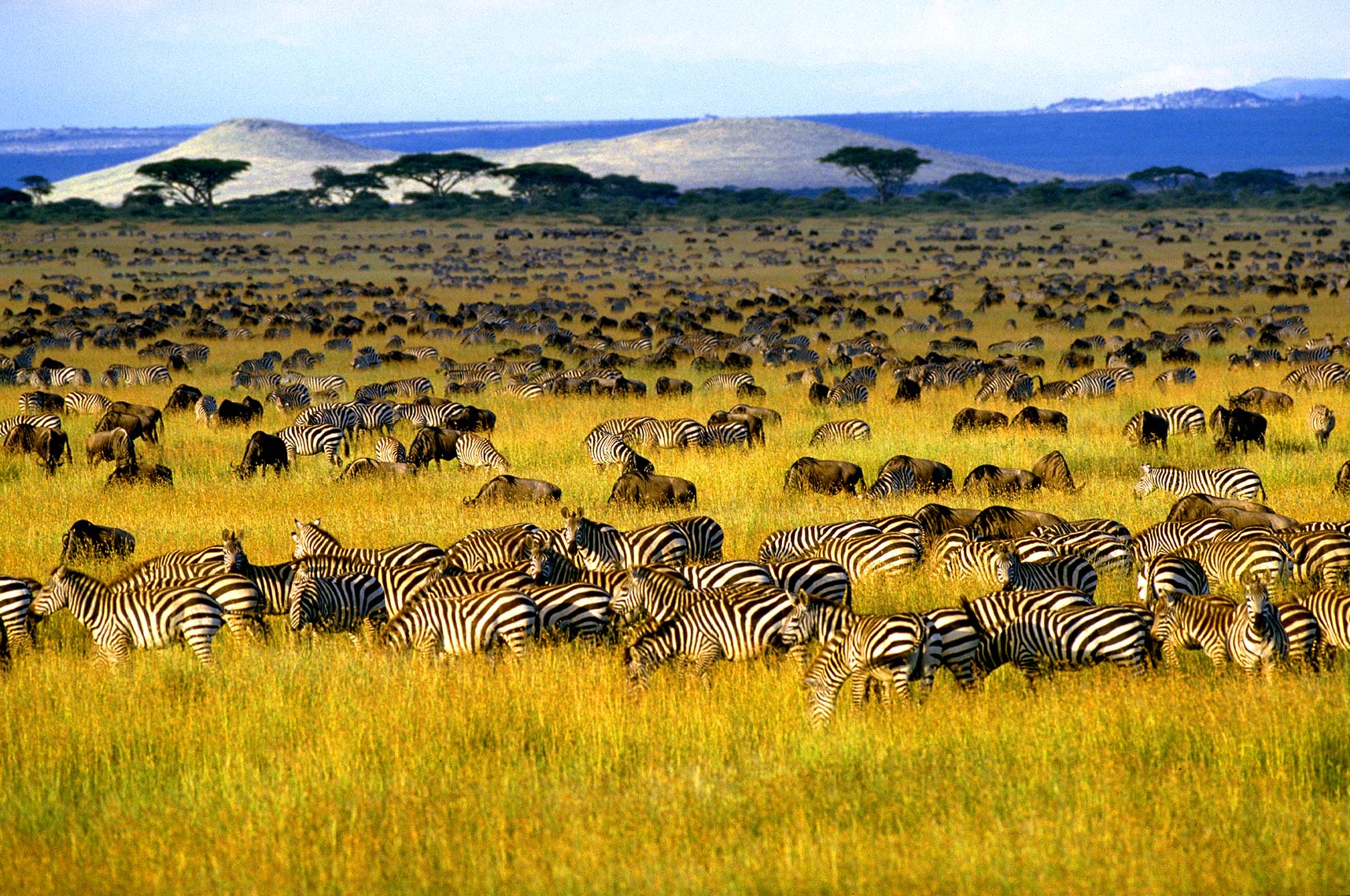 27-Serengeti