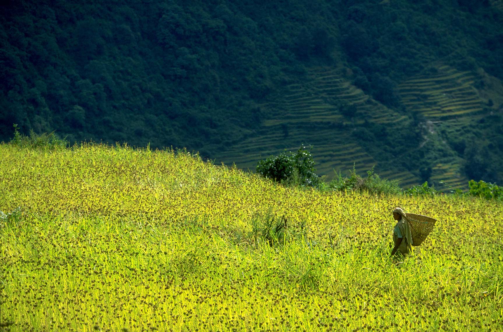 54-Nepal-barley-field